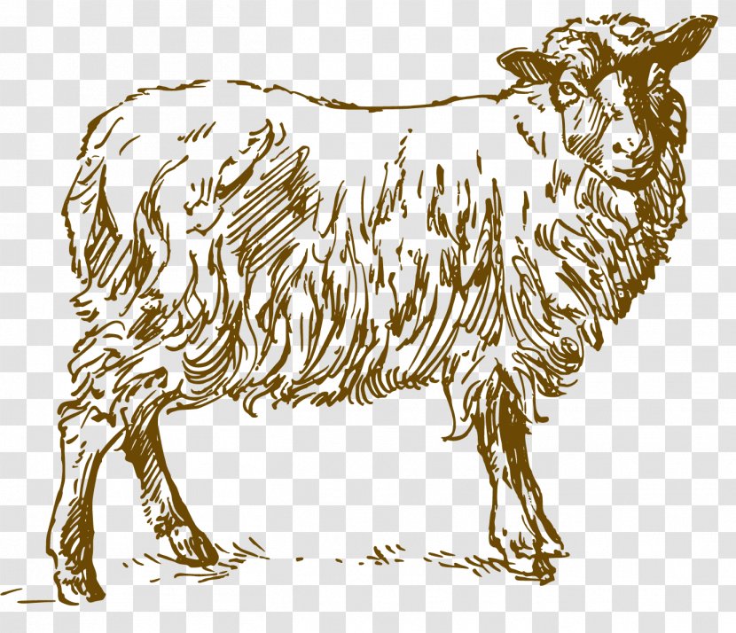 Sheep Clip Art Drawing Image - Ox - Boerd Streamer Transparent PNG