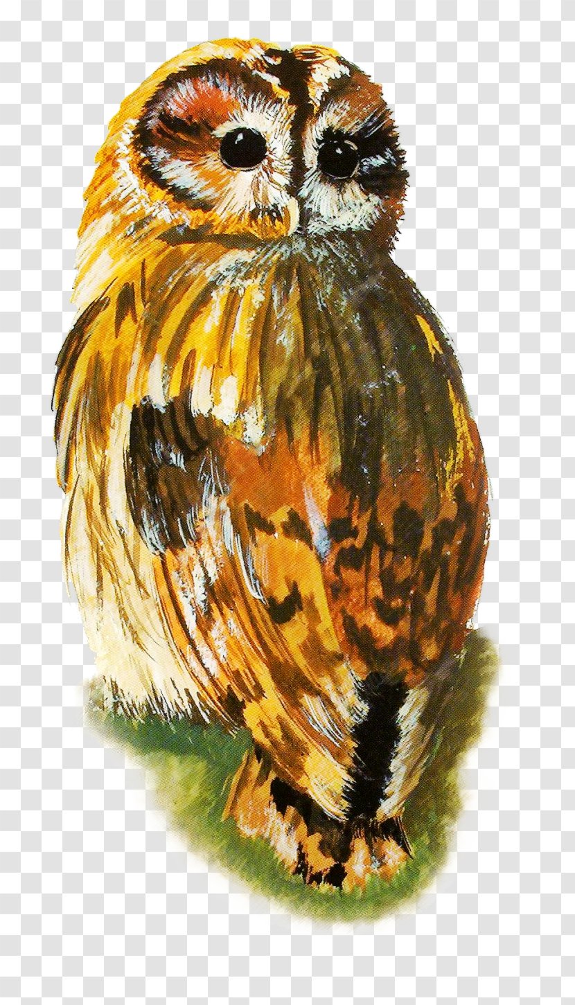 Owl Bird - Pixel Transparent PNG