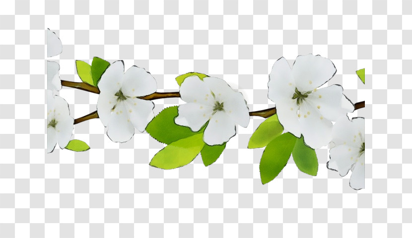 White Flower Petal Branch Plant Transparent PNG