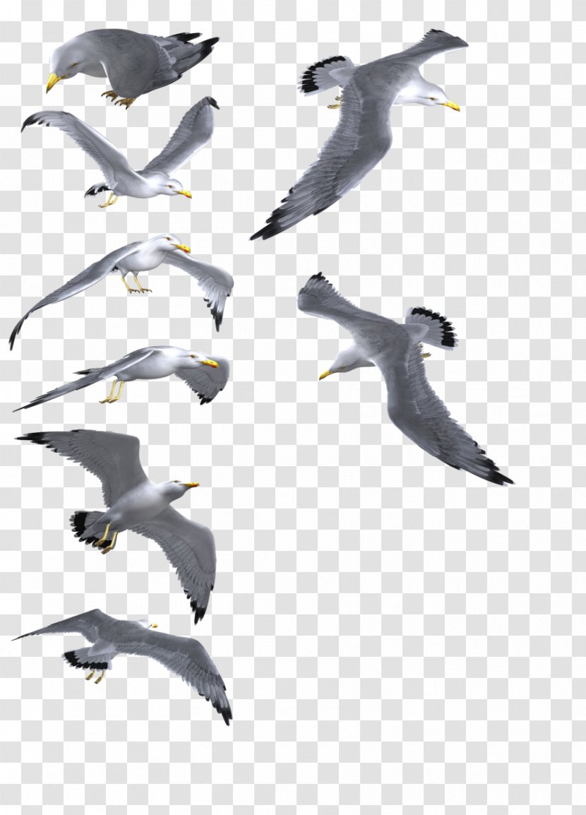 Gulls Bird - Migration - Gull Transparent PNG