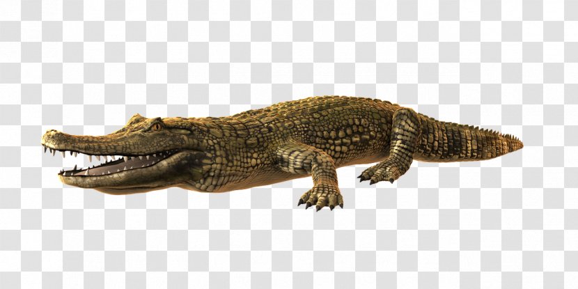 Crocodile Alligator - Wildlife Transparent PNG