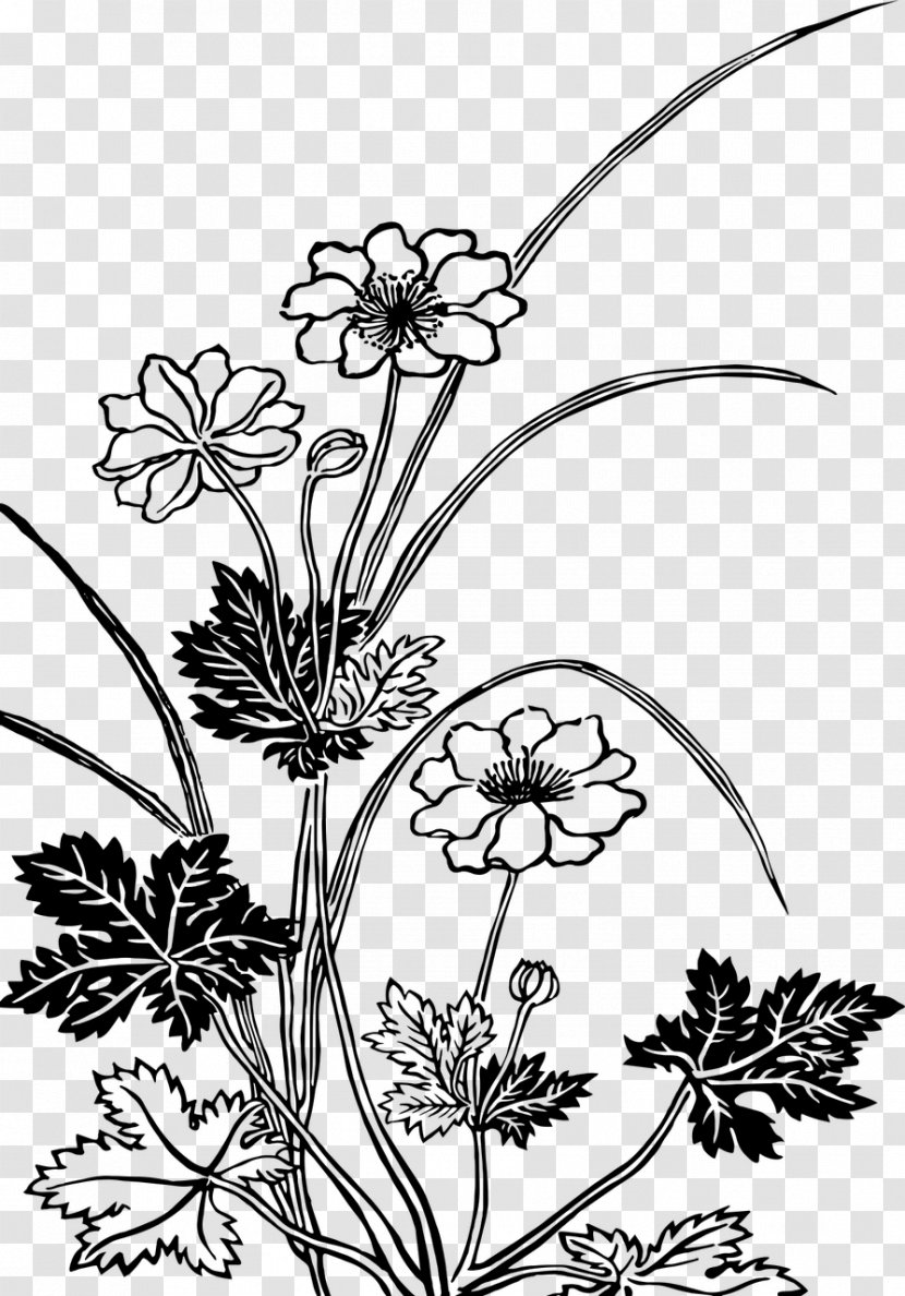 Flower Drawing Black And White Clip Art - Pollinator Transparent PNG