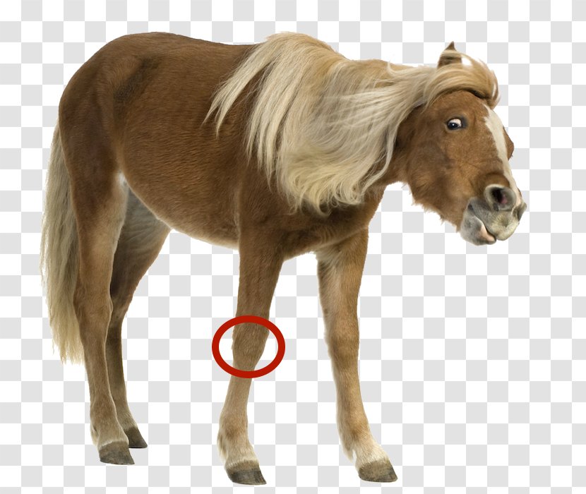 Shetland Pony Mane Mustang Foal - Horse Like Mammal Transparent PNG