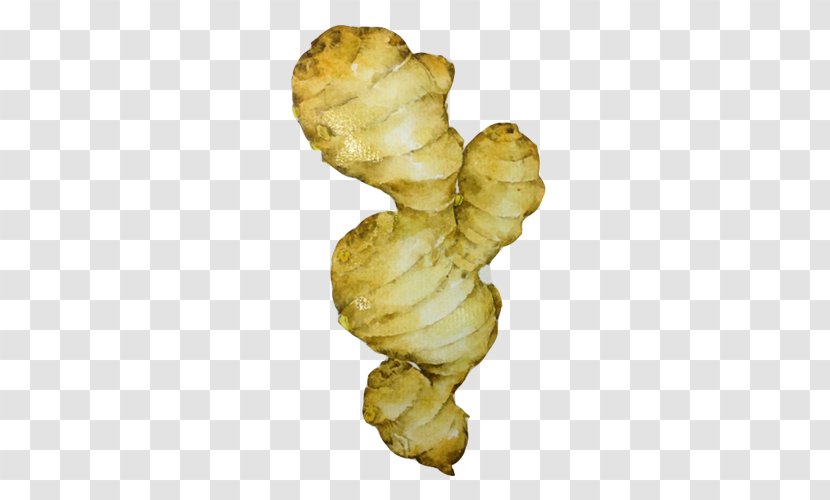 Tuber Ginger Root Vegetables - Food - Hand Painting Material Picture Transparent PNG