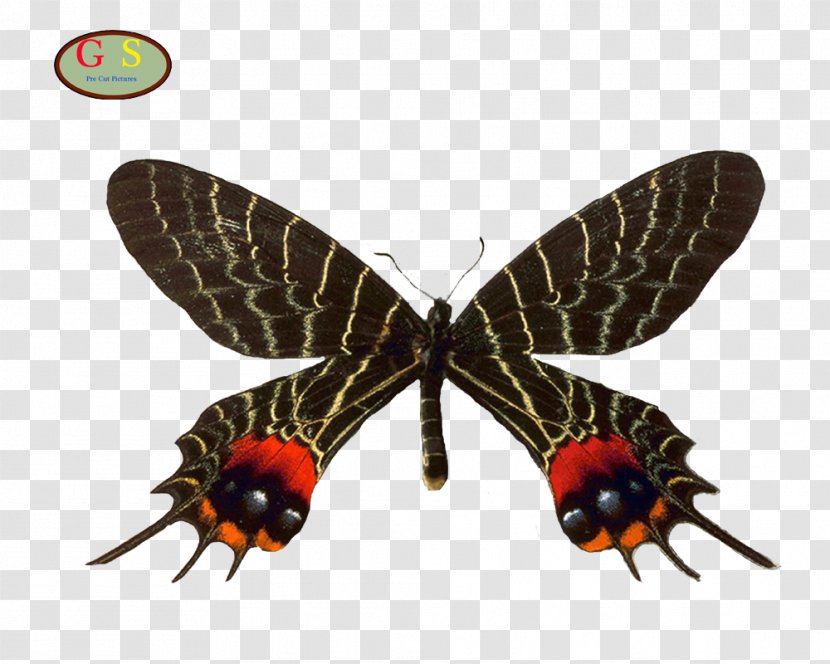 Swallowtail Butterfly Bhutanitis Lidderdalii Thaidina Mansfieldi - Invertebrate Transparent PNG