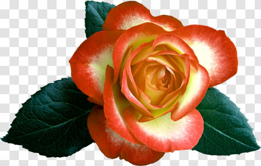 Garden Roses Cabbage Rose Floribunda Cut Flowers Petal - Flower - A Grappolo Transparent PNG