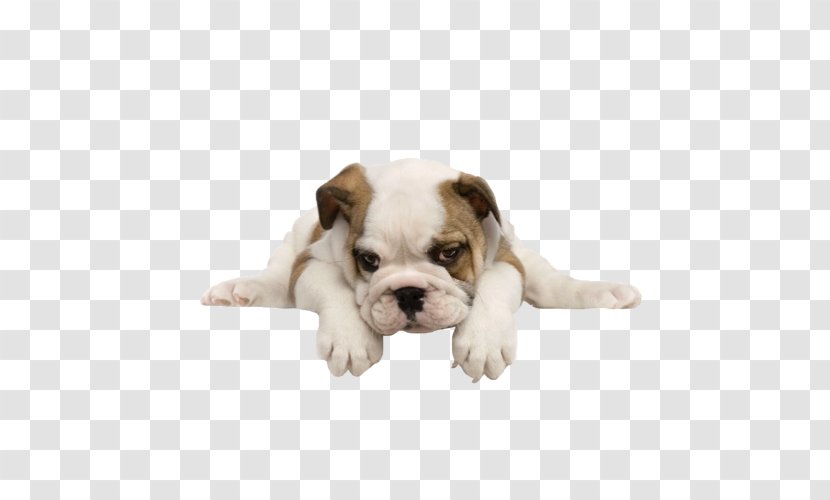 Puppy Bulldog Maltese Dog Yorkshire Terrier Pug - Training Transparent PNG