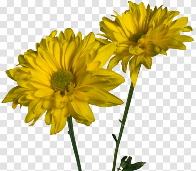 Glebionis Coronaria Cut Flowers Daisy Family Annual Plant - Chrysanths - Spring Transparent PNG