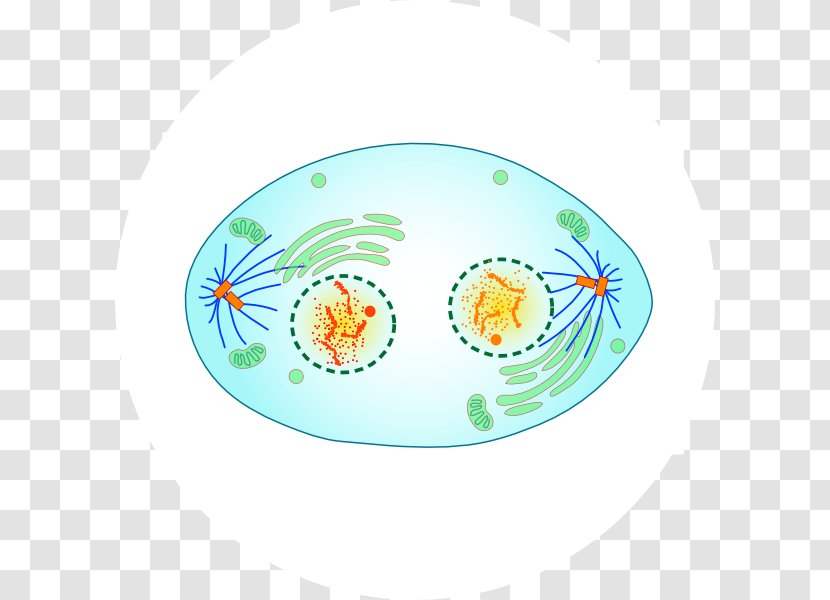Telophase Mitosis Cell Division Metaphase - Anaphase Transparent PNG