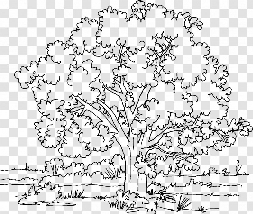 Coloring Book Tree Oak Adult Transparent PNG
