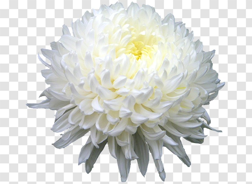 Chrysanthemum Xd7grandiflorum Indicum Tea Flower - Peony - HD Transparent PNG