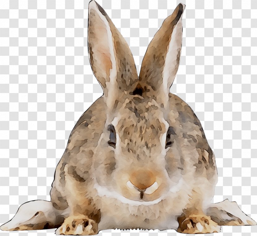 Domestic Rabbit Hare Lincolnshire New England Cottontail - Vertebrate - Wildlife Transparent PNG