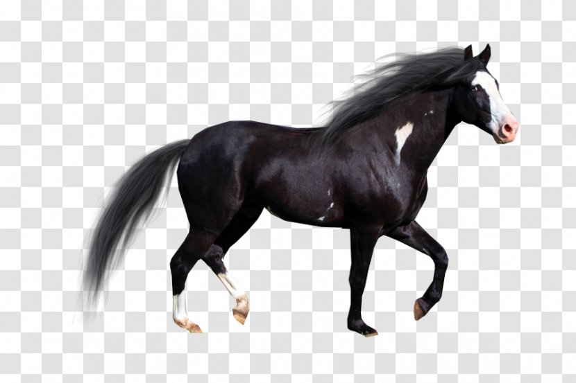 Stallion American Paint Horse Pintabian Drawing - Design Transparent PNG