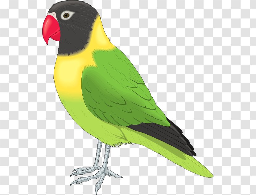 Lovebird Parrot Clip Art - Blog - Love Bird Clipart Transparent PNG