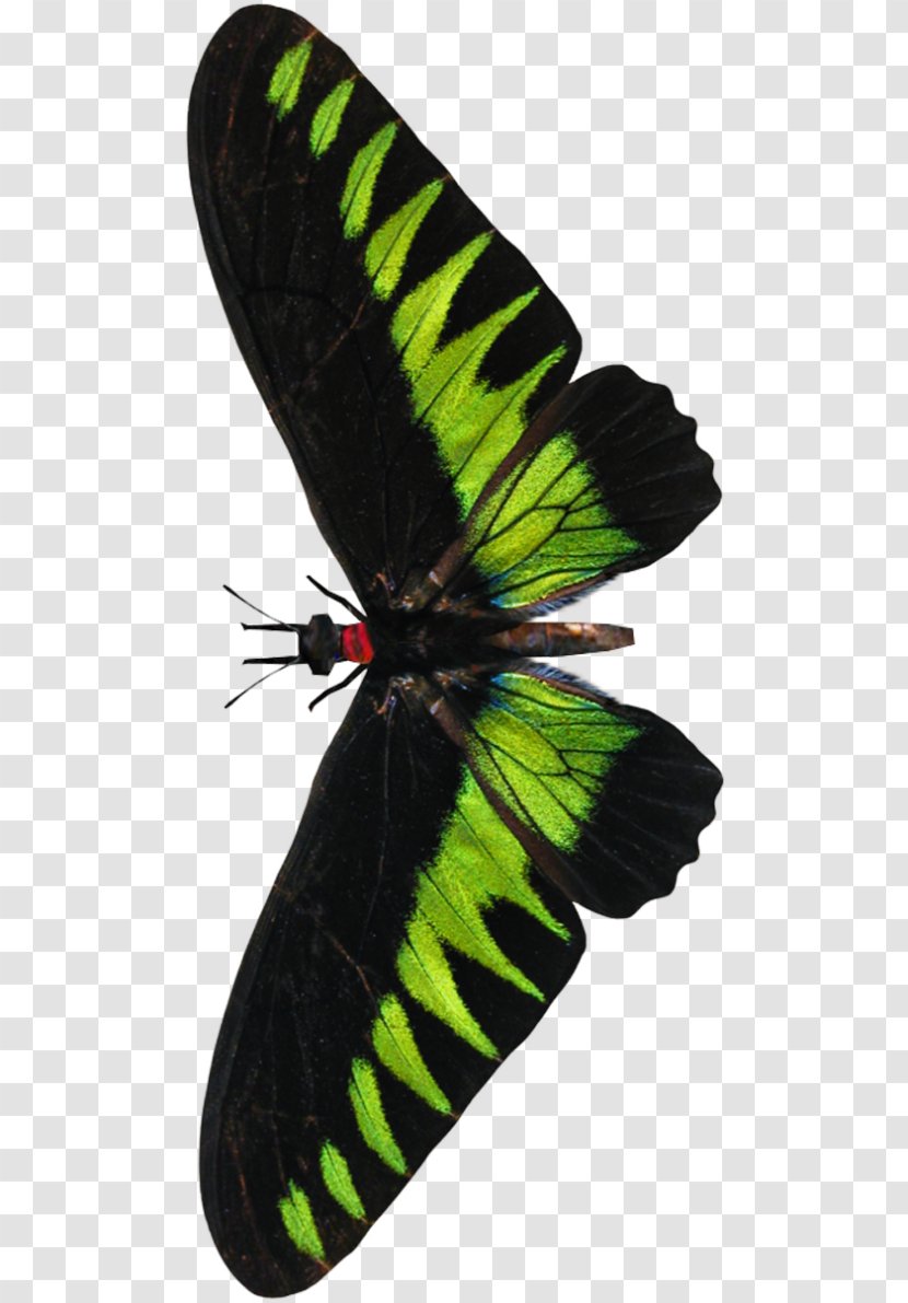 Rajah Brooke's Birdwing Insect Moth Trogonoptera - Invertebrate - Butterflypng Background Transparent PNG
