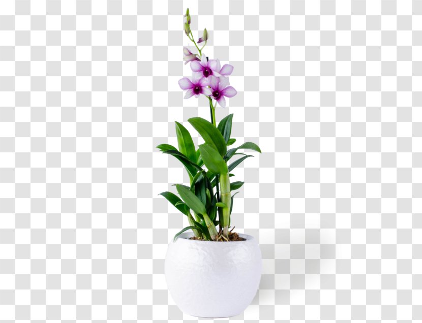 Moth Orchids Dendrobium Flowerpot Cut Flowers - Flowering Plant Transparent PNG