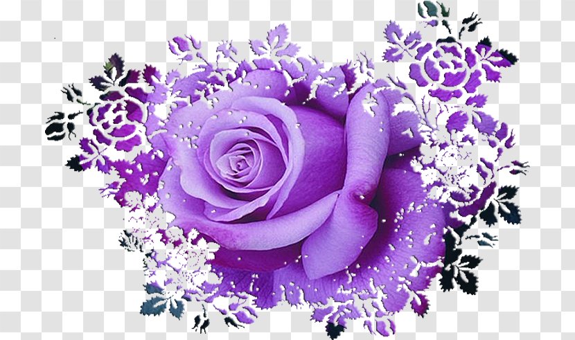 Garden Roses Purple Clip Art - Rose Transparent PNG