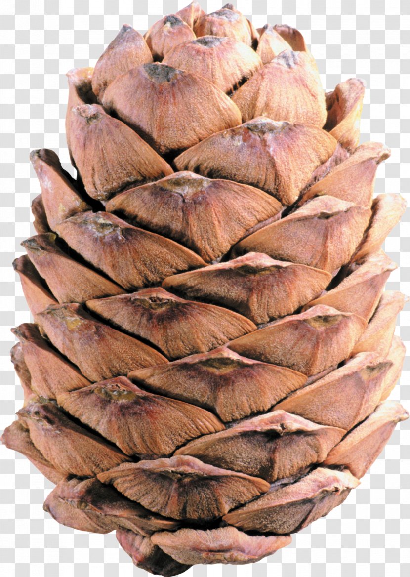 Conifer Cone Ice Cream Cones Clip Art - Pine Transparent PNG