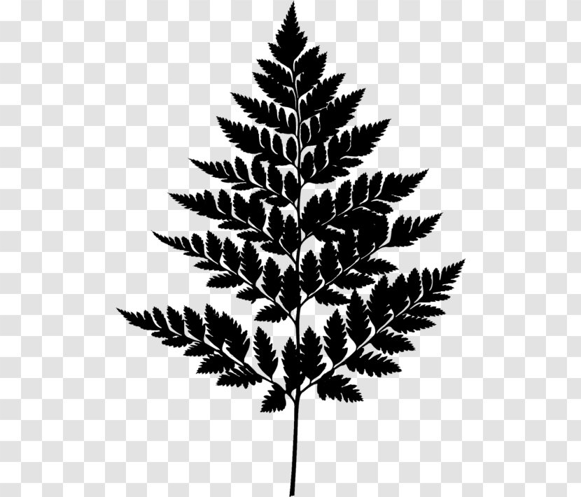 Black & White - Pine Family - M Leaf Transparent PNG
