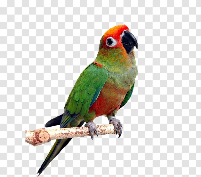 Backos Bird Clinic Dog Deerfield Beach Pet - Beak - Red-headed Parrot Transparent PNG