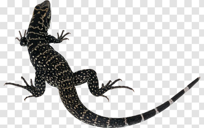 Lizard Silhouette - Reptile Transparent PNG