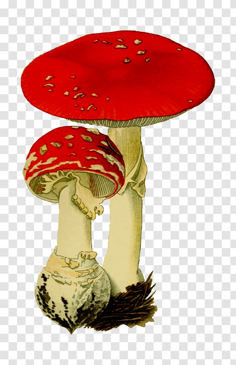 Amanita Muscaria Mushroom Fungus Agaric Transparent PNG