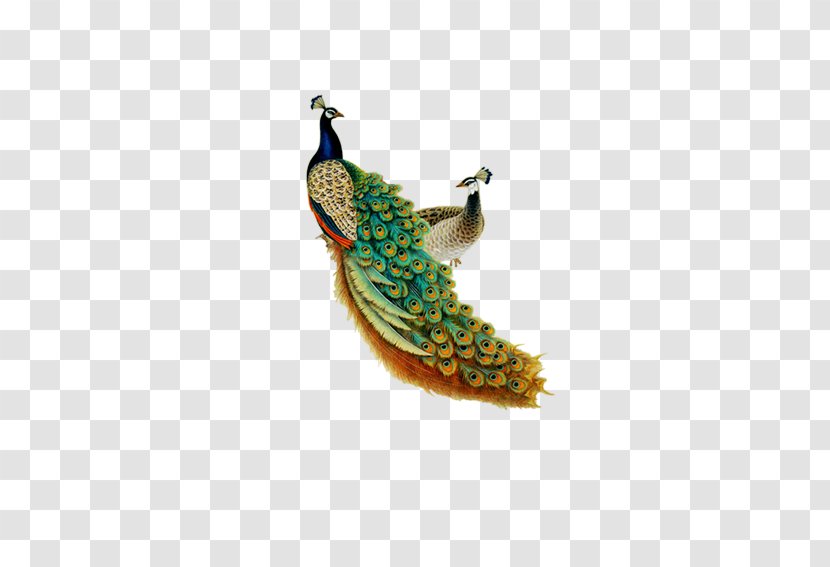 Peafowl Chinese Zodiac Mural Paper Wallpaper - Pheasant - Peacock Transparent PNG