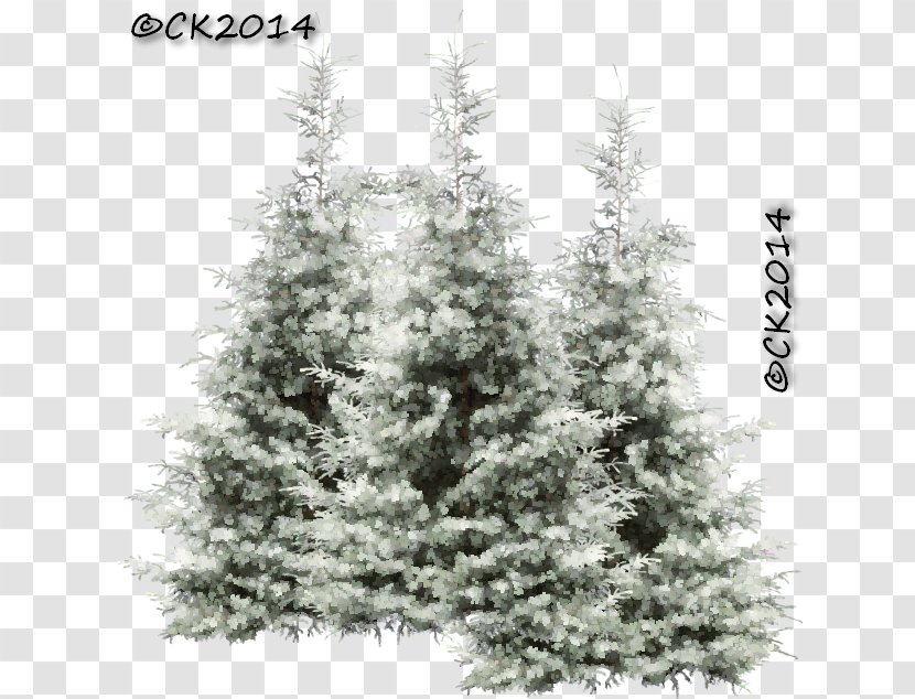 Spruce Fir Pine Christmas Tree Larch Transparent PNG