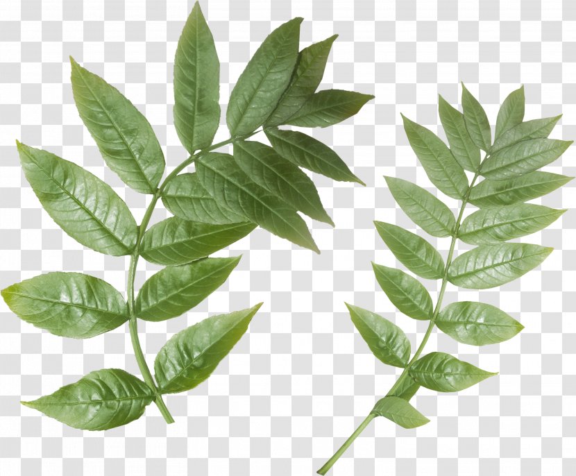 Branch Leaf Plant Stem Purplish Postcard - Leaves Clipart Transparent PNG