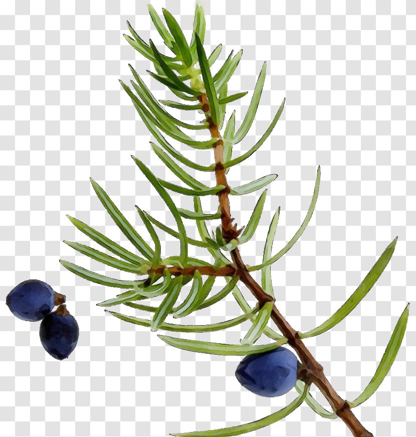 Plant Tree Jack Pine American Larch Prostrate Juniper - Watercolor - Woody Transparent PNG