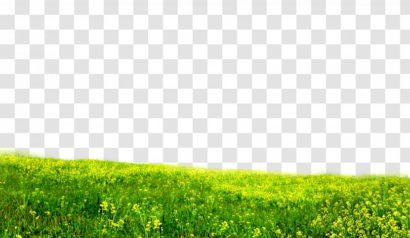 Download Wallpaper - Search Engine - Green Grass Transparent PNG