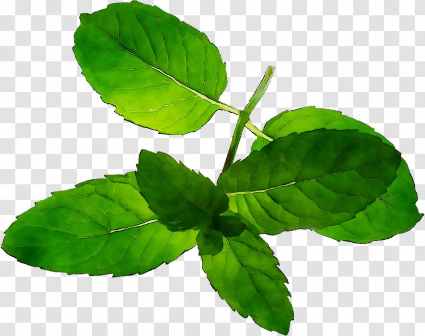 Leaf Plant Stem Herbalism Tree Spearmint - Herbal Transparent PNG