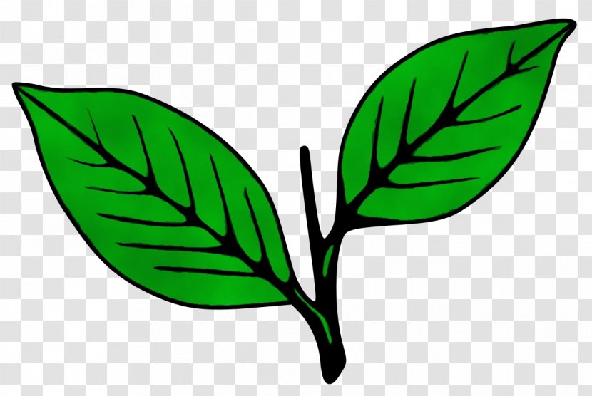 Leaf Green Plant Flower Stem - Herbal Transparent PNG