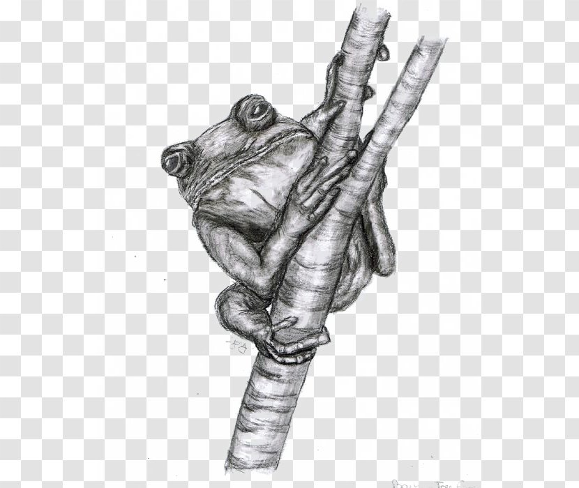 Frog Black And White Drawing Toad Sketch - Muscle Transparent PNG