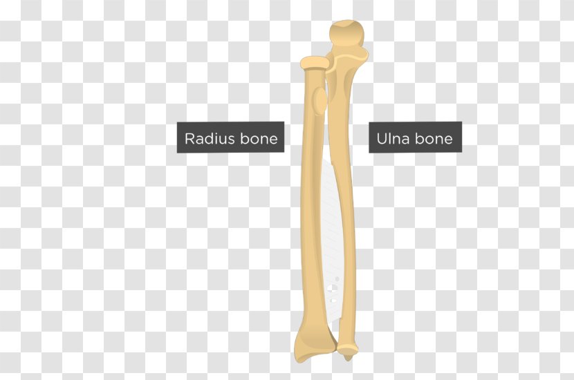 Ulna Radius Anatomy Bone Forearm - Foot Transparent PNG