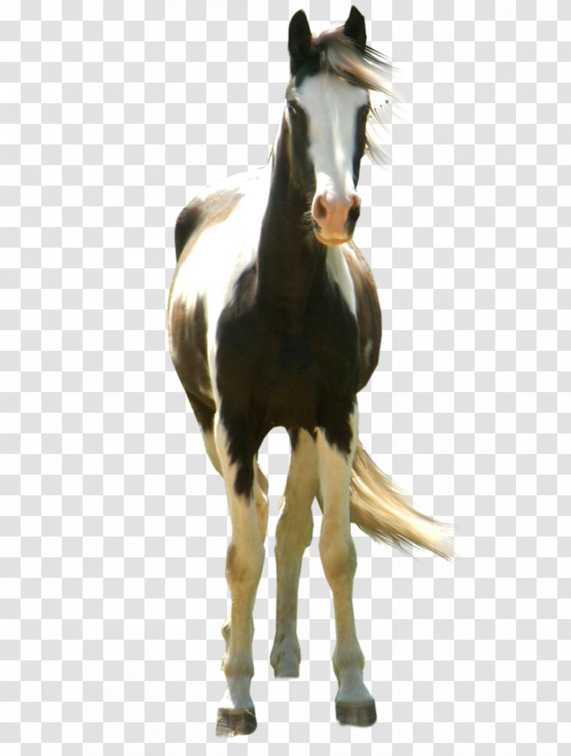 Mustang American Paint Horse Australian Stock Standing - Tack Transparent PNG