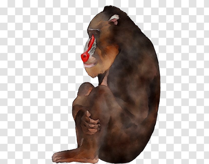 Wall Decal Baboons Mural Sticker - Old World Monkey - Ear Transparent PNG