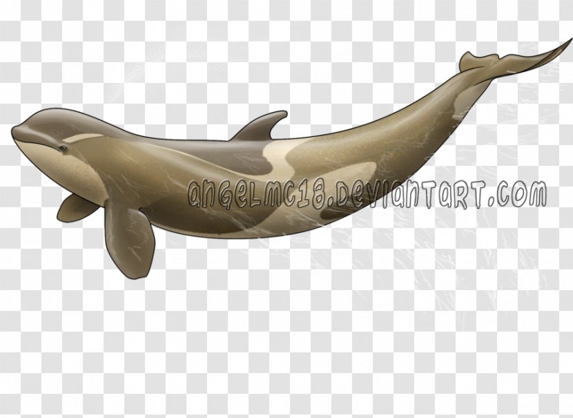 Dolphin - Whales Dolphins And Porpoises - Marine Mammal Transparent PNG
