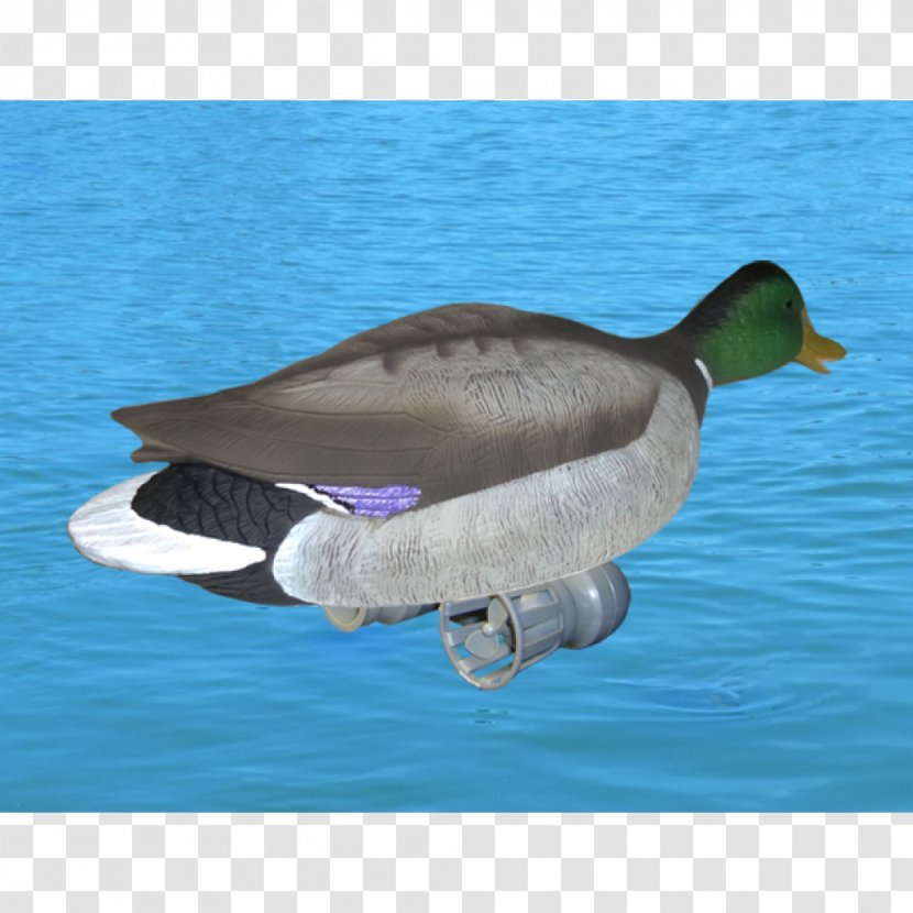 Mallard Goose Duck Water Fauna Transparent PNG