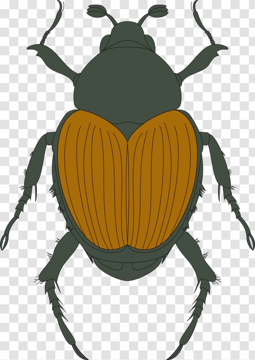 Beetle Photography - Membrane Winged Insect Transparent PNG