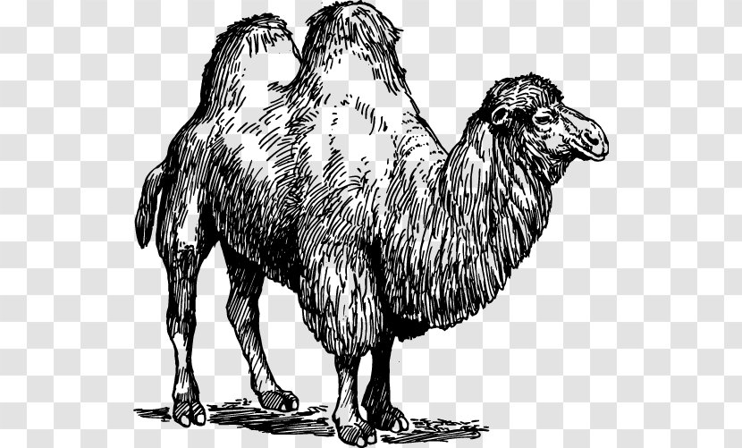 Dromedary Bactrian Camel United States Sheep Common Ostrich - Wildlife Transparent PNG