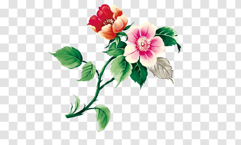 Centifolia Roses Garden Flower - Rose Transparent PNG