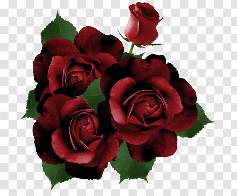 Garden Roses Flower - Floribunda - Rose Transparent PNG