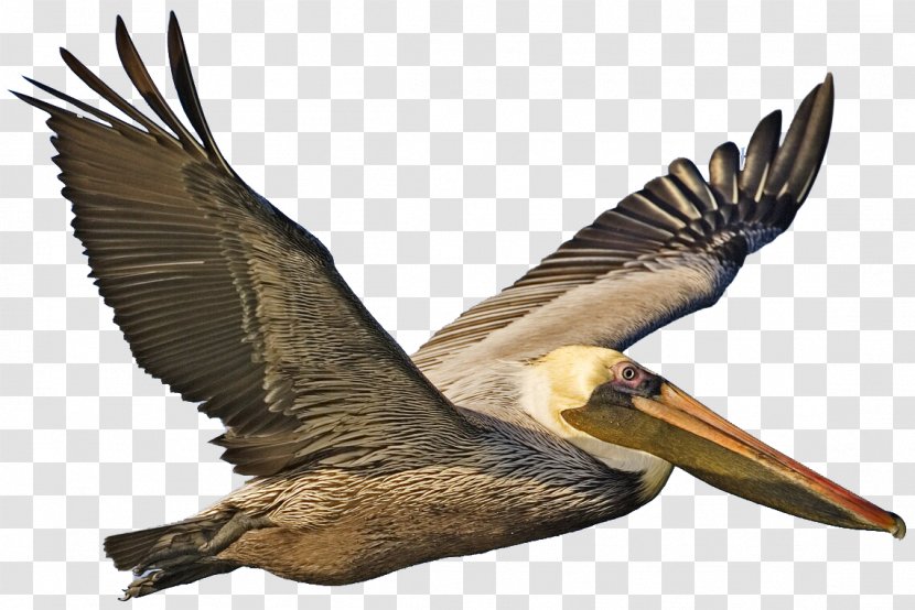 Brown Pelican Bird Clip Art - Buzzard Transparent PNG