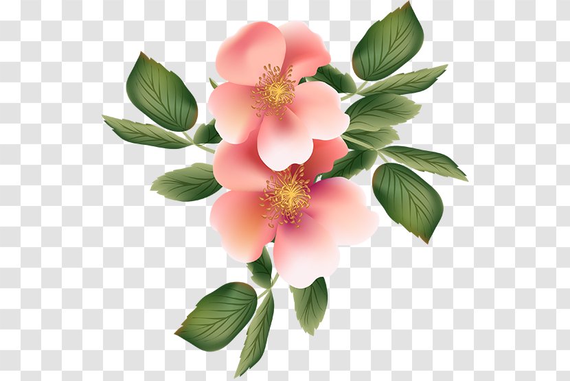 Drawing Flower Desktop Wallpaper Clip Art - Dogrose Transparent PNG