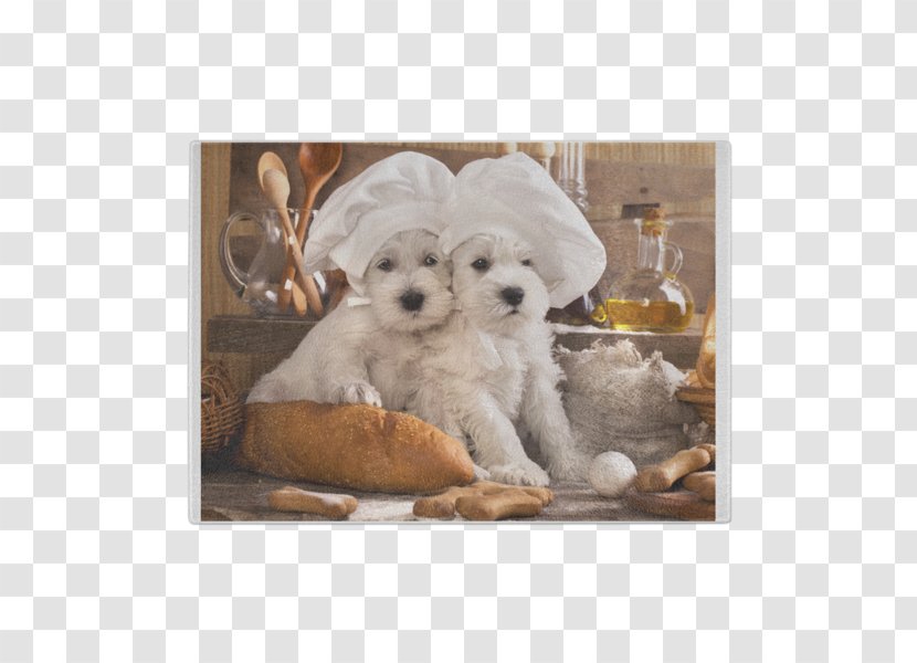 West Highland White Terrier Puppy Samoyed Dog Food Pet - Companion - Glass Board Transparent PNG