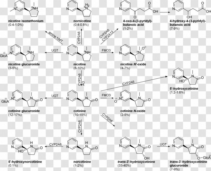 Nornicotine Tobacco Cotinine Nicotine Marketing - Wikipedia - Text Transparent PNG