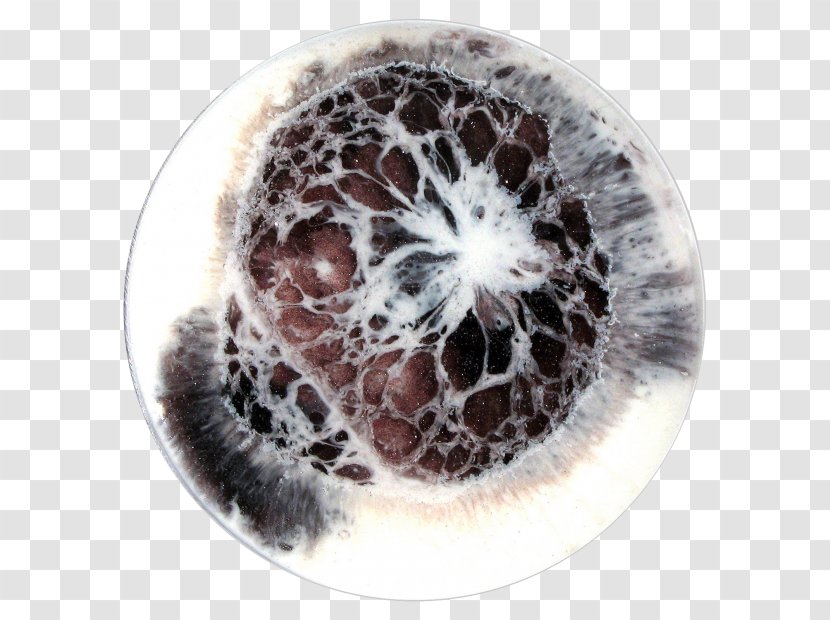 Petri Dishes Work Of Art Microorganism - Dish Transparent PNG