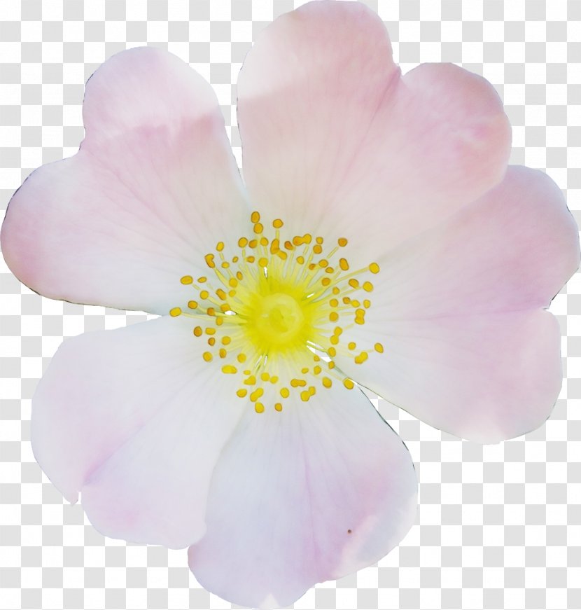 Pink M Petal - Perennial Plant - Wildflower Transparent PNG