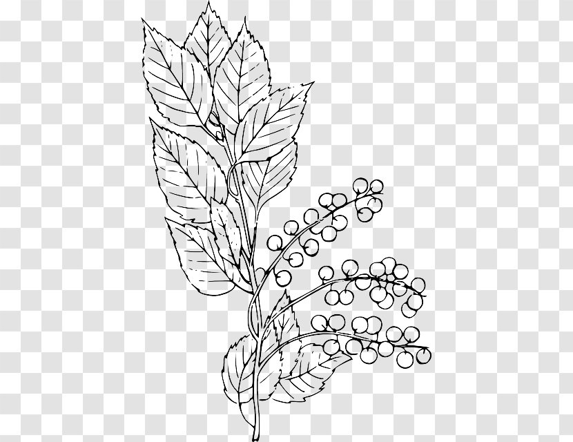 Clip Art Bitter-berry Vector Graphics Line Image - Wing - Berry Branch Die Transparent PNG